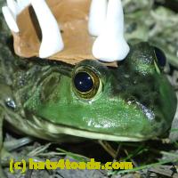 /home//u458753944/public_html/sourcegallery//Frogs/More bullfrogs/P7010210.JPG